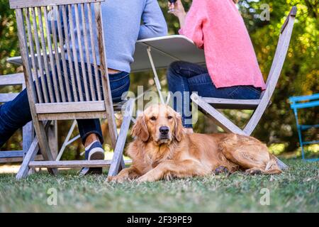 Ritratto di cane che giace sull'erba in cortile Foto Stock