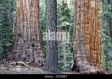 Sequoia gigante (Sequoiadendron giganteum) Sequoia NP California, USA LA000623 Foto Stock