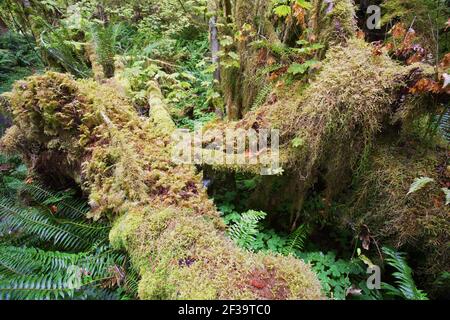 Moss Covered TreesHoh Rain Forest Olympic National Park Washington state, USA LA001670 Foto Stock