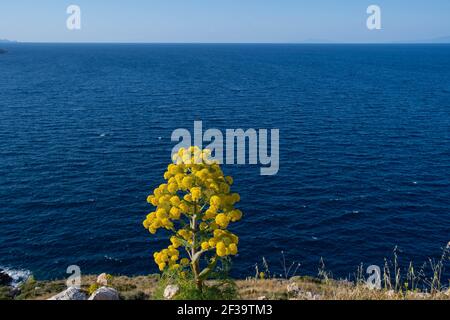 Amarantos o fiore di cempreviva a Legrena, Grecia Foto Stock