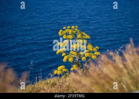 Amarantos o fiore di cempreviva a Legrena, Grecia Foto Stock