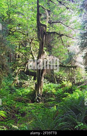 Moss Covered TreesHoh Rain Forest Olympic National Park Washington state, USA LA001673 Foto Stock