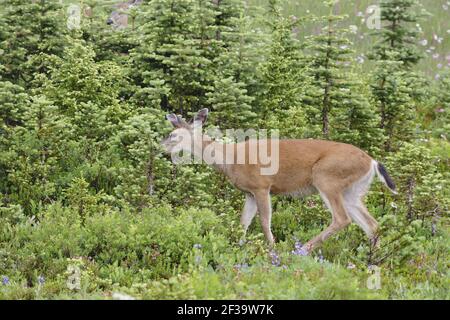 Cervi coda nera (sottospa di cervo di mulo) pascolando in prati subalpini (Odocoileus hemionus columbianus) Parco Nazionale del Monte Rainier, Stato di Washington, U. Foto Stock