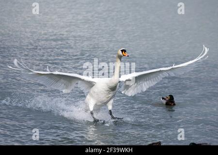 un atterraggio di cigno sull'acqua con ampie ali sparse Foto Stock