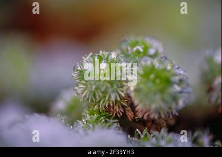 Sciogliendo la neve si formano goccioline d'acqua sul muschio verde. Primo piano estremo con sfondo sfocato Foto Stock