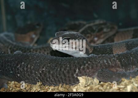 Un closeup di gecko africano scuro-colorato con coda di grasso Foto Stock