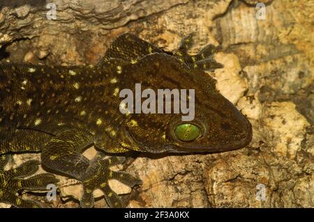 Un closeup del gecko dagli occhi verdi di Smith sulla roccia Foto Stock