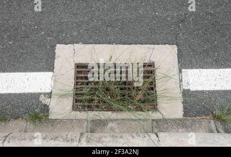 Vegetazione che cresce nel drenaggio laterale della strada. Scarico bloccato Foto Stock