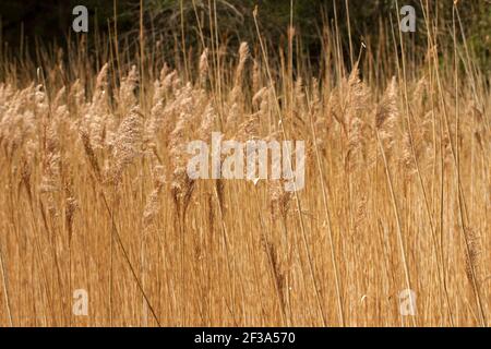 Il reed comune, il più alto delle specie di erba britanniche, si diffonde con rizomi e stoloni striscianti per formare densi banchi di canneti nelle zone umide Foto Stock