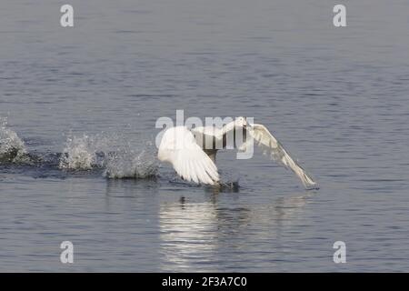 Whooper Swan - decollo da lavaggi allagati Olor cygnus Welney WWT, Ouse washes Norfolk, UK BI015332 Foto Stock