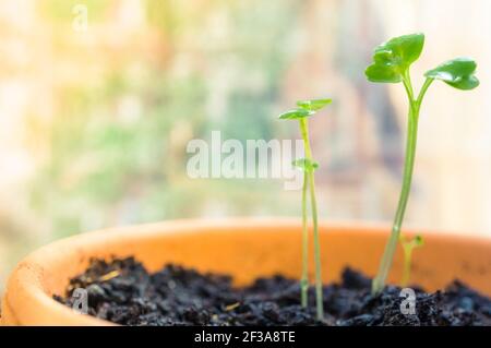 Primo piano di giovani piante verdi in vaso al chiuso Foto Stock