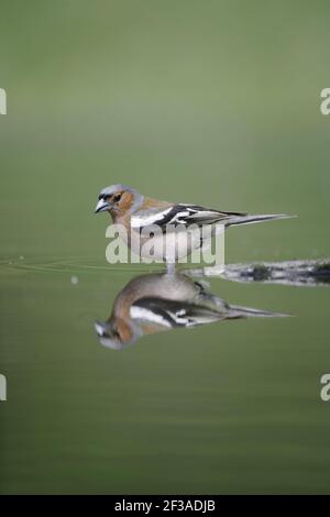 Chaffinch - maschio riflesso nella foresta piscina Fringilla coelebs Ungheria BI015776 Foto Stock