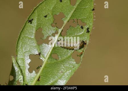 La larva di un fetile di foglia di viburnum (Pyrhalta viburni) si nutre sulle foglie di laurustinus (Viburnum tinus). Famiglia Crisomelidae. Giardino olandese, primavera, Foto Stock