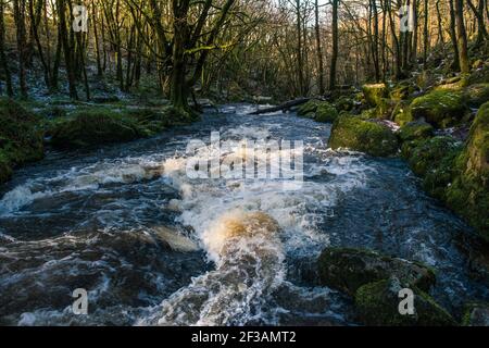 Nel tardo pomeriggio luce del sole mentre il fiume Fowey scorre lungo Golitha Falls nello storico e antico bosco Draynes Wood in Cornovaglia. Foto Stock