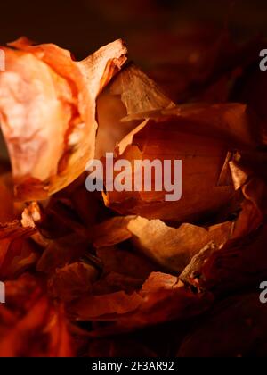 L'uso delle bucce di cipolla in medicina e per colorare le uova di Pasqua. Pelle di cipolla e cipolla su fondo di legno. Foto Stock