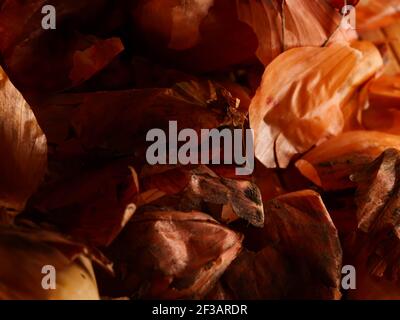 L'uso delle bucce di cipolla in medicina e per colorare le uova di Pasqua. Pelle di cipolla e cipolla su fondo di legno. Foto Stock