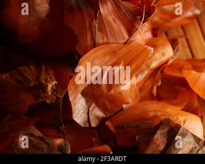 L'uso delle bucce di cipolla in medicina e per colorare le uova di Pasqua. Pelle di cipolla e cipolla su fondo di legno. Foto Stock