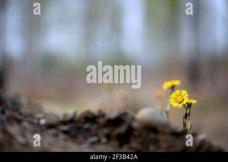 I piedi gialli (Tussilago farfara) fiori in primavera Foto Stock