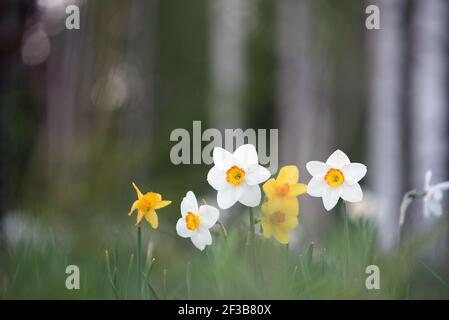 Narcisi in giardino, fiori in primavera Foto Stock