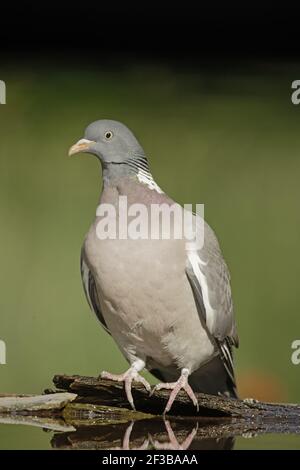 Woodpigeon - presso la foresta poolba Palumbus Ungheria BI016594 Foto Stock