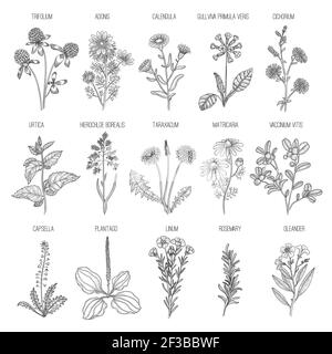 Raccolta di erbe. Fiori medici sani ed erbe piante della natura per giardino rosmarino lavanda dente di leone vettore raccolta disegnata a mano Illustrazione Vettoriale