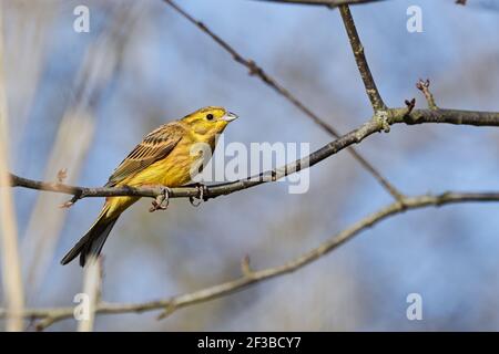 Yellowhammer (Emberiza citrinella) bellissimo uccello giallo seduto su un ramo, primo piano Foto Stock