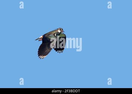 Laping - chiamata in flightVenellus venellus South Uist, ebridi esterne Scozia, Regno Unito BI016757 Foto Stock