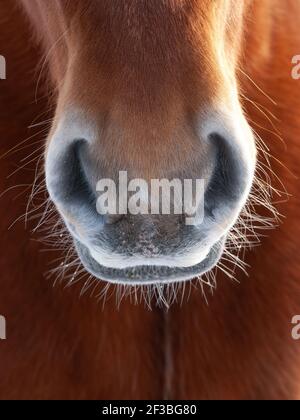 Un primo piano di una rara razza Suffolk Punch Horse. Foto Stock