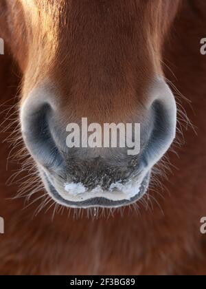 Un primo piano di una rara razza Suffolk Punch Horse. Foto Stock