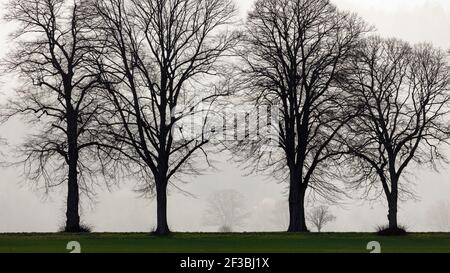 Il vicolo degli alberi a Herleshausen in Germania Foto Stock