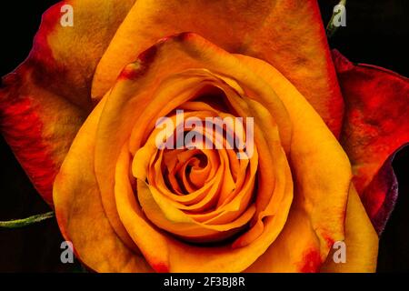 Penny Lane rose. Rosa gialla isolato su sfondo nero Foto Stock