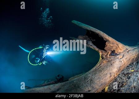 Scuba Diver illumina i resti dell'albero a Cenote Angelita, penisola dello Yucatan, Messico Foto Stock
