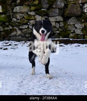 Jo, giovane cuccioli di collie che corrono, Marbrack Farm, Castle Douglas, Scozia Foto Stock