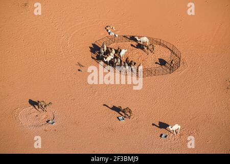 Paesaggio, cammelli durante la fase 7 della Dakar 2020 tra Riyadh e Wadi al-Dawasir, 741 km - SS 546 km, in Arabia Saudita, il 12 gennaio 2020 - Foto Eric Vargiolu / DPPI Foto Stock