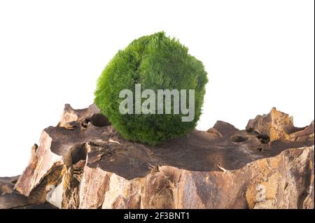 Palline di muschio su una roccia isolata su sfondo bianco Foto Stock