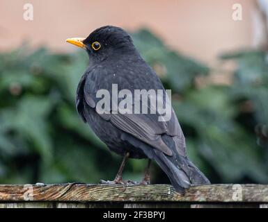 Un primo piano di un Blackbird seduto su un bagnato asse di legno Foto Stock