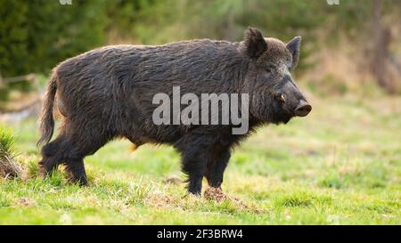 Cinghiale pericoloso con lunghe zecche in piedi su erba verde nella foresta di primavera Foto Stock