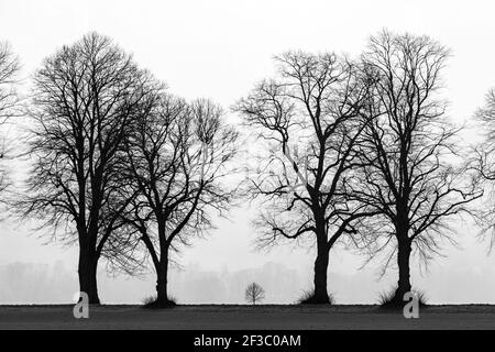 Il vicolo degli alberi a Herleshausen in Germania Foto Stock