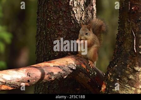 Scoiattolo rosso sull'albero nella foresta Foto Stock