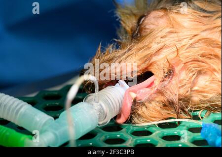 Cane intubato in sala di chirurgia della clinica veterinaria. Foto di alta qualità Foto Stock