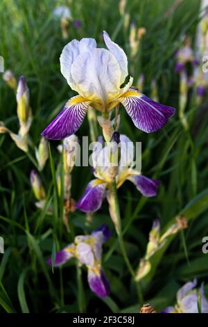 Fiore di iride sul closeup del randello, iris bearded fioritura nel giardino, giorno di primavera Foto Stock