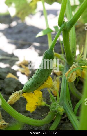 Cetriolo fresco, giovane, verde sul letto nel darden. Il letto di cetrioli all'aperto. Foto Stock