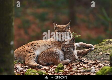 Bella lince eurasiatica (Lynx Lynx) famiglia nella foresta europea Foto Stock