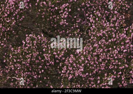 Particolare della brughiera irlandese - Erica Erigenea - fiori rosa fioritura in primavera Foto Stock