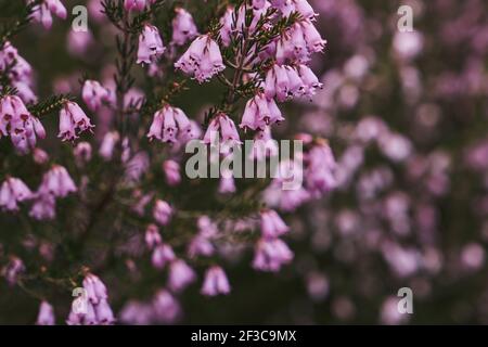 Particolare della brughiera irlandese - Erica Erigenea - fiori rosa fioritura in primavera Foto Stock