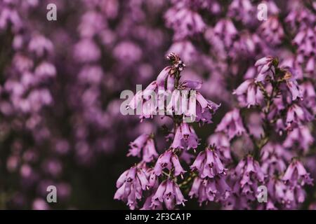 Particolare della brughiera irlandese - Erica Erigenea - fiori rosa fioritura in primavera Foto Stock