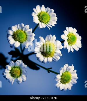 Daisies su una macro di sfondo blu primo piano Foto Stock