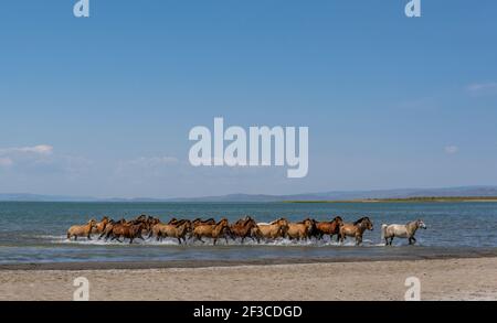 Una mandria di cavalli che corrono in acqua nel lago Telmen con la steppa in Mongolia. Foto Stock