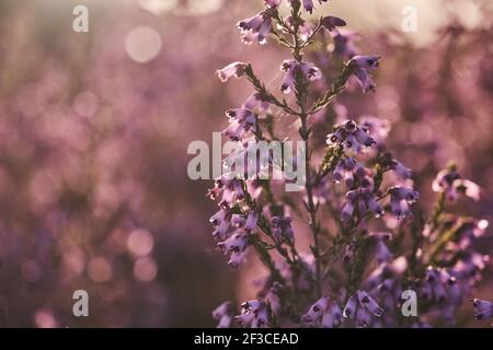 Particolare della brughiera irlandese - Erica Erigenea - fiori rosa fioritura in primavera Foto Stock