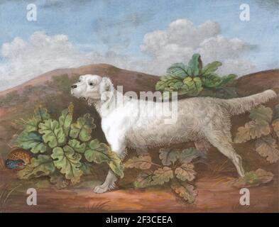 A Setter: Rivolto a sinistra, con un nascondino tra Burdock a sinistra, ca. 1805. Dopo Philip Reinagle Foto Stock